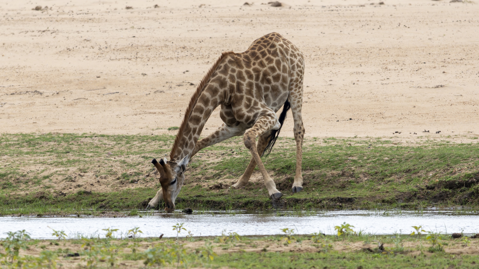 Kruger25 2025 11 04 13 24 19 ILCE 1M2 2095
